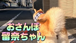 【おさんぽ留奈ちゃん】のどかにお散歩するよ