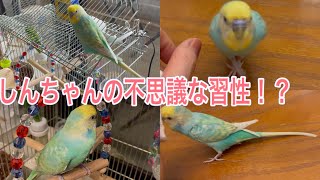 2021.6.19 しんちゃんの不思議な習性？　【セキセイインコしんちゃん】