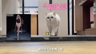 前面看是T台走秀，后面看是鸭子走路 #猫步 #猫咪的迷惑行为