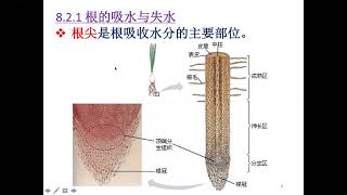 初二综合科学下册第八章植物与土壤 Part 2