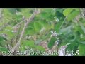 【癒し】ウグイスの鳴き声♪ホーホケキョ♬