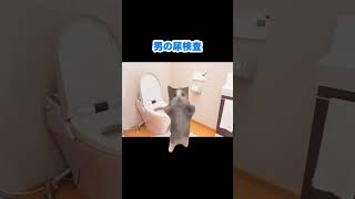 女子の尿検査って、難しくないですか、、、？#猫ミーム