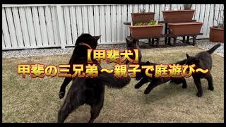 【甲斐犬】新たな生命の誕生 #10 〜ゲージを超え庭遊び〜