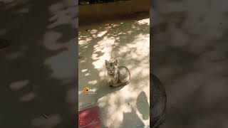 ମୁଁ ଖାଇବିନି କ୍ଷୀର ଭାତ # funny cat shorts