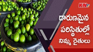 దారుణమైన పరిస్థితుల్లో నిమ్మ రైతులు #KNtvTelugu