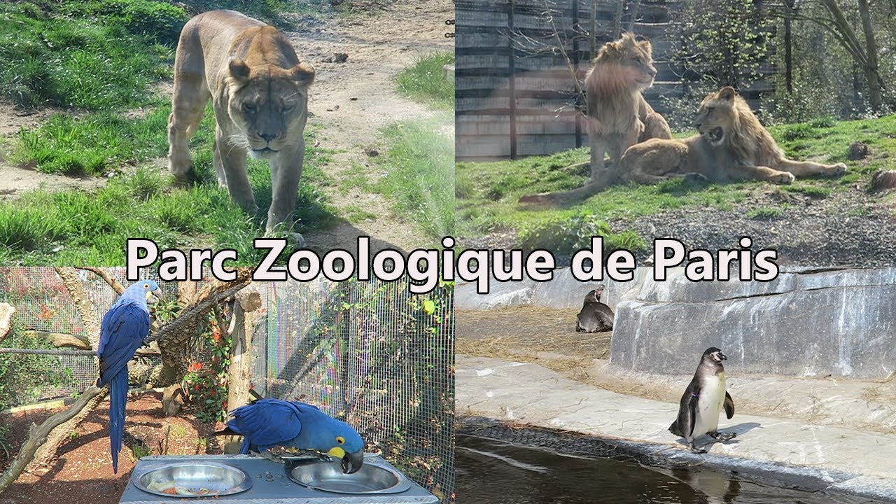 Parc Zoologique De Paris Visite Complète Vidéo Détente - YouTube