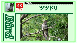 【4K】ツツドリ　～渡りの前に公園へ～　20231010　Bird　野鳥