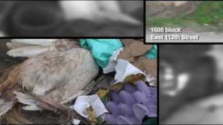 Illegal Dumping: Environmental Crime