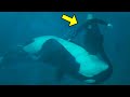 Divers Rescued a Trapped Humpback Whale. They Were Shocked When it Turned Around and Did THIS!