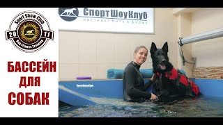 БАССЕЙН ДЛЯ СОБАК / Canine hydrotherapy pool / #DogFitnessTraining