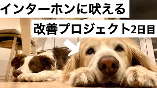 【犬のしつけ】インターホンに吠える改善プロジェクト#2 マットと音にいい価値をつけよう！