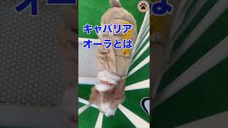 高木真備さん主催の保護犬イベント #保護犬 #競輪