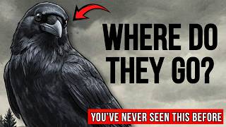 What Happens To Your CROWS At Night - YOU'VE NEVER SEEN THIS BEFORE