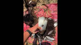 បង់ត្រីបានច្រើនណាស់, Most Watch! It’s Amazing Catch Fish by Nets