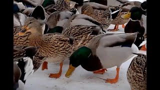 Zimní Berounka #winter #ducks #river #snow