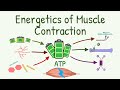 From Where the ATPs Come & Where are they Used During Contraction | Energetics of Muscle Contraction