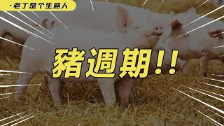 【深度】猪周期对我们的影响，猪肉价格下一次涨价将在什么时候？【老丁是个生意人】