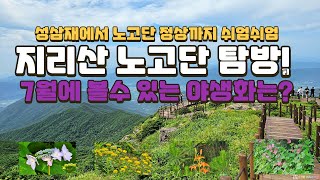 지리산 노고단  야생화 탐방 #구례가볼만한곳 , #지리산노고단, #추천여행지, #야생화 , #도시탈출