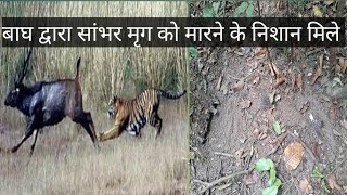 वन क्षेत्र में संयुक्त गश्त दौरान बाघ 🐅 एवं सांभर मृग के बीच हुए संघर्ष के निशान मिले ।🌳🍀🌱