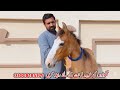 kuli panch kalyan wacheri for sale desi mini horse