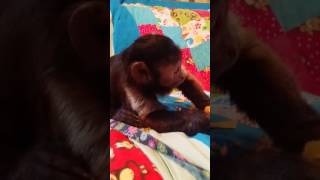 Capuchin monkey shredding paper