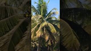 നാളികേരത്തിന്റെ  നാട്ടിലെ..... #shortvideo #mysoor #shortsfeed