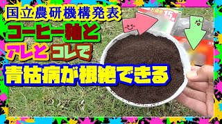 【青枯病】トマトやナスの青枯病はコーヒー粕とアレとコレで根絶できる【土壌消毒】