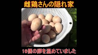 にわとりの隠れ家に大量の卵～名古屋コーチン雌鶏が藪に作った自然の巣～#Shorts