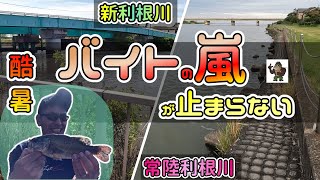 【バス釣り】霞水系_バイトありすぎて他の釣りに行けません_7月上旬