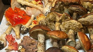 Mendocino Mushroom Haul: How to clean and cook wild mushrooms (and prep Amanita muscaria safely)