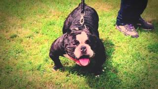 (Watch In HD) Burgatti Bulls Presents Sadaam (Film by JaggerLineBullies)