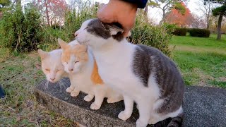 夕方の公園でハチワレ猫がいたのでナデナデすると他の猫も寄ってきた