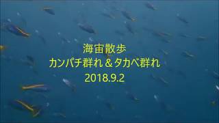 みなべ＆田辺の海　カンパチ群れ＆タカベ群れ　2018.9.2