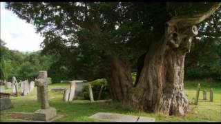 Plant Secrets: The Yew with Fred Hageneder