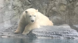 ひと足先に1歳になったホウちゃんへ