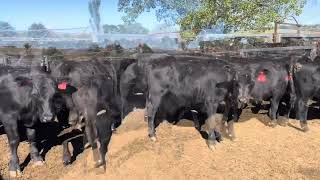 Delta Livestock - Boridgeree Hfrs