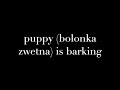 puppy bolonka zwetna is barking