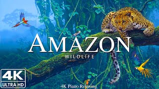 Amazon 4k - The World’s Largest Tropical Rainforest | Jungle Sounds | Scenic Rel