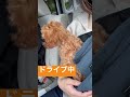 ドライブを楽しみながら外を眺めるトイプードル shorts short dog