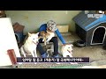 just in 43 sec these cutie doggies go.. *lmao*