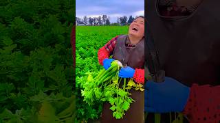 Fresh from the Garden: Watch a Farmer's Wife Harvest Crisp Celery!