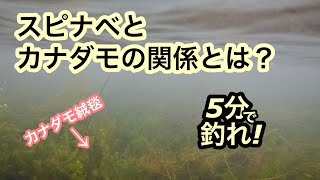 【5分で釣れ！】スピナベとカナダモの関係とは？