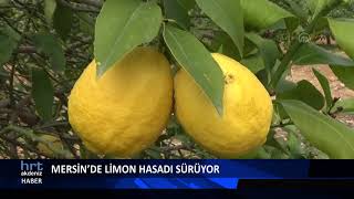 Mersin’de limon hasadı sürüyor