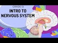 EASY TO UNDERSTAND | Introduction to Nervous System