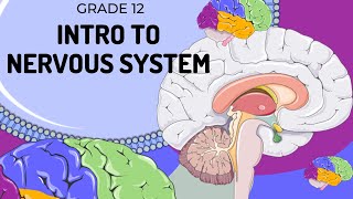 EASY TO UNDERSTAND | Introduction to Nervous System