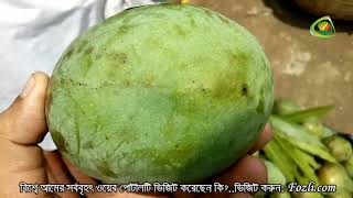 বিখ্যাত অর্গানিক হাঁড়িভাঙ্গা আম (Harivanga Mango) কিনতে চান?