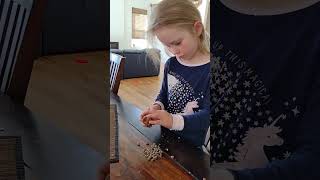 Taking the pine nuts from a Siberian cedar cone