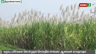 கரும்பு கொள்முதல் செய்வதில் சர்க்கரை ஆலைகள் கால  தாமதம் || Sugarcane || Sugar mills