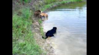 Puppies 7-29-2012