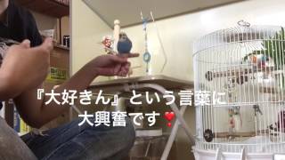 Vol.152『続・“大好きん”が大好きすぎるインコ』セキセイインコのサクちゃん